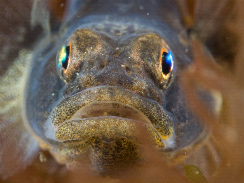 Goby in 'het Grevelingenmeer' in the Netherlands. This is... by Brenda De Vries 