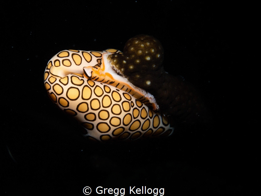 Mating Flamingo Tongues. Shot in Bonaire July 2022. Olymp... by Gregg Kellogg 