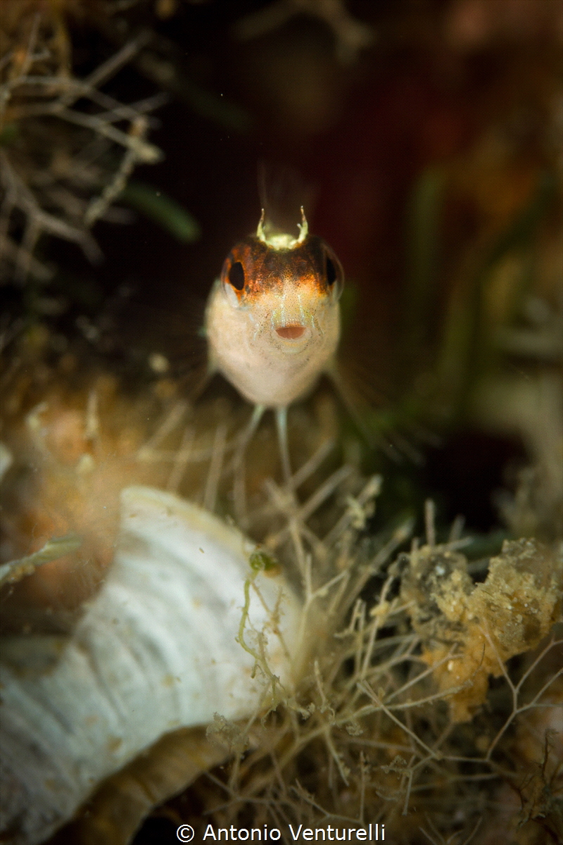 Bavosa bianca_2022
(Canon100,1/200,f8,iso125) by Antonio Venturelli 
