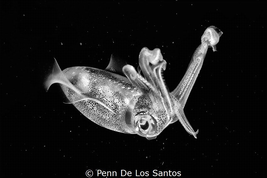 Taken during a Bonfire dive in Anilao with Olympus TG4 by Penn De Los Santos 