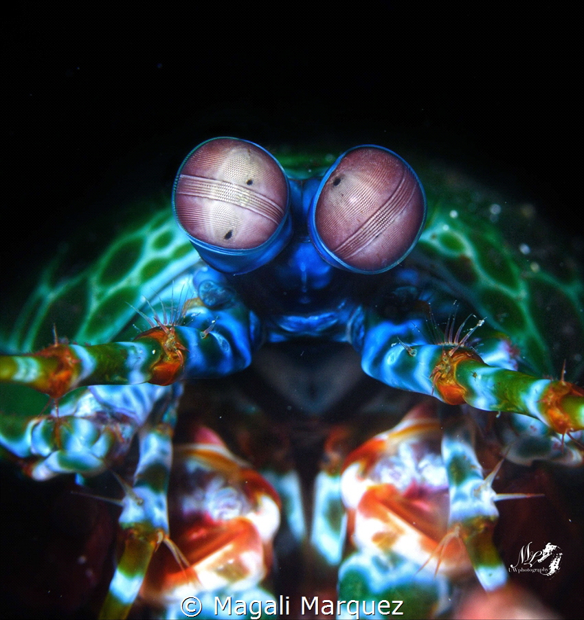 Peacock mantis Shrimp 
 by Magali Marquez 