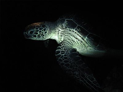 Night Cruise - taken during nightdive with Sea & Sea DX80... by Heru Suryoko 
