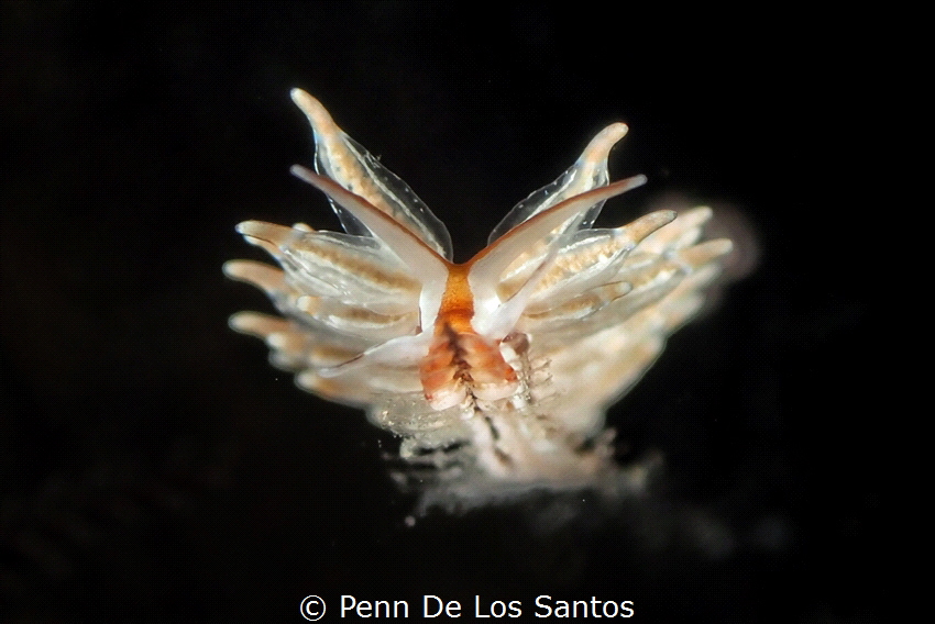 Eubranchus from Dauin, Dumaguete by Penn De Los Santos 