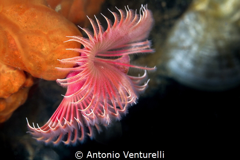 Serpula vermicularis_2022
(Canon100,1/200,f14,iso200) by Antonio Venturelli 