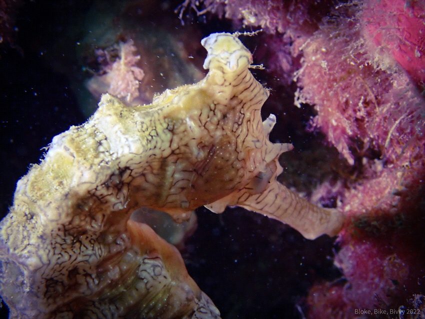 I found this guy under Bulk Jetty in Western Australia by Alistair Day 