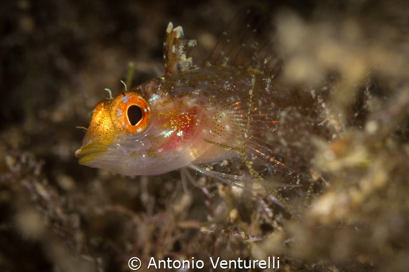 Trypterigion Tripteronotum_2022
(Canon100,1/250,f16,iso100) by Antonio Venturelli 