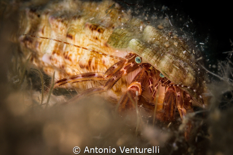 Pagurus photo_2022
(Canon100,1/250,f14,iso125) by Antonio Venturelli 