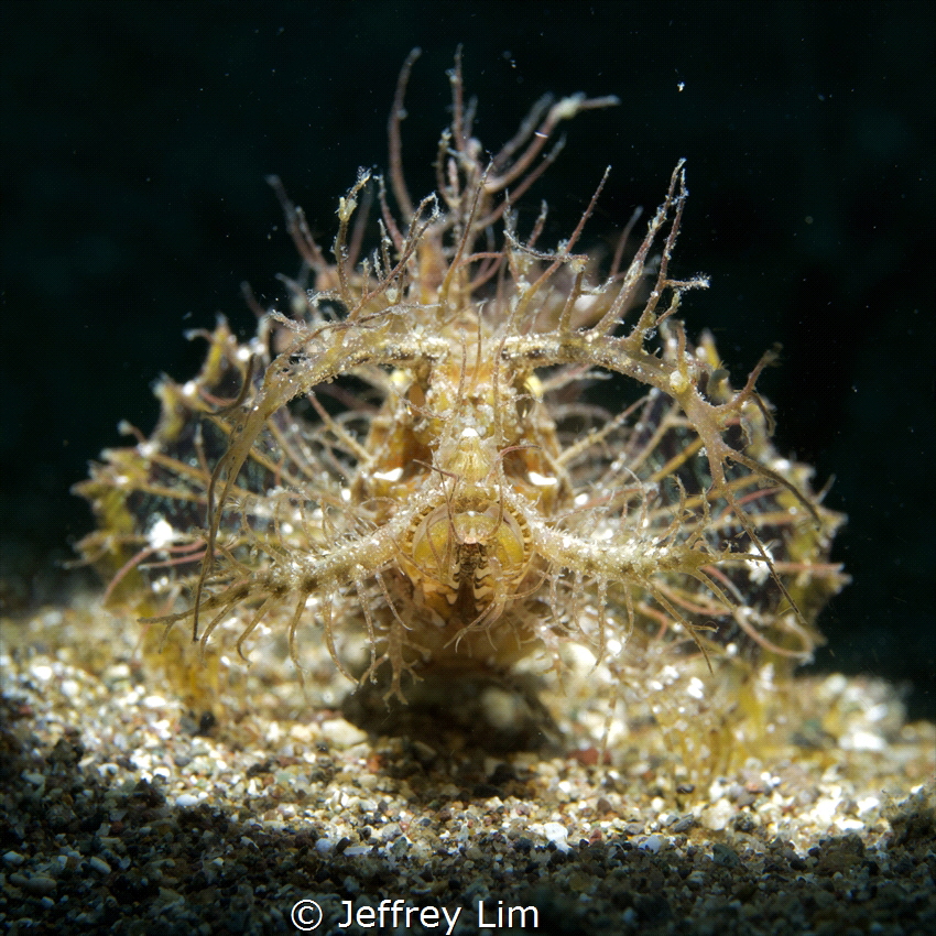 Ambon scorpionfish in Anilao by Jeffrey Lim 
