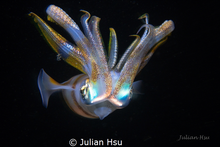 Bigfin reef squid by Julian Hsu 