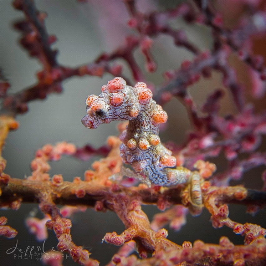 Pygmy Seahorse by Jeffrey Lim 