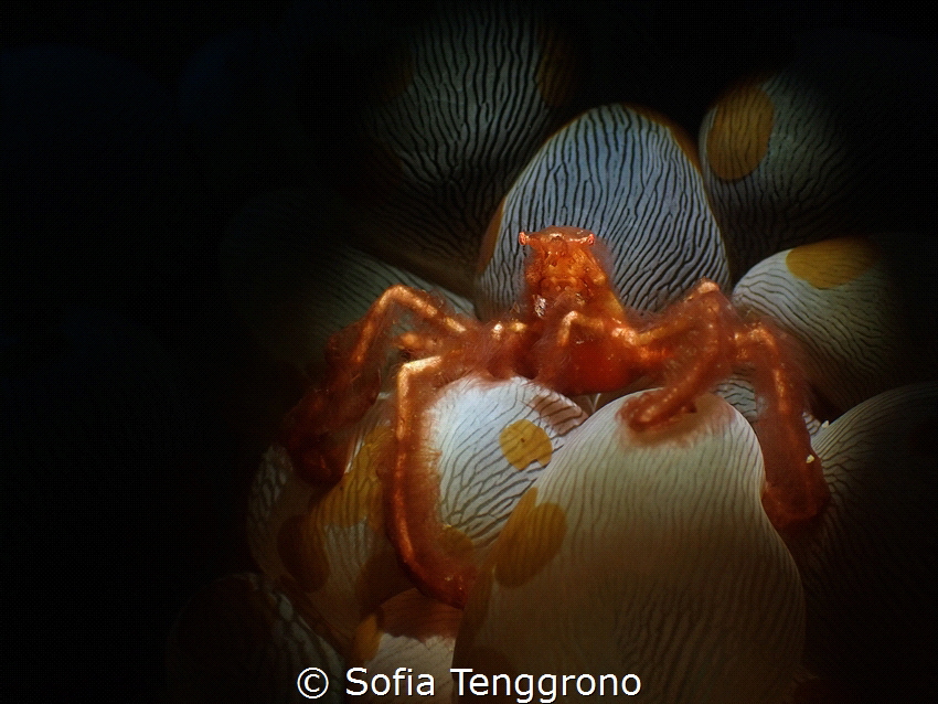 Achaeus japonicus by Sofia Tenggrono 