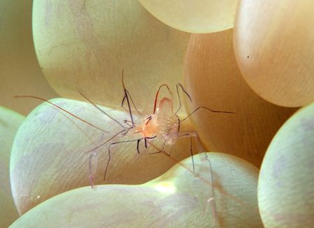 shrimp by Trevor Smith 