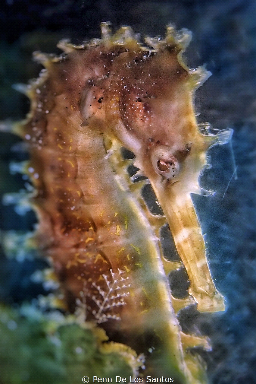 Seahorse Portrait by Penn De Los Santos 