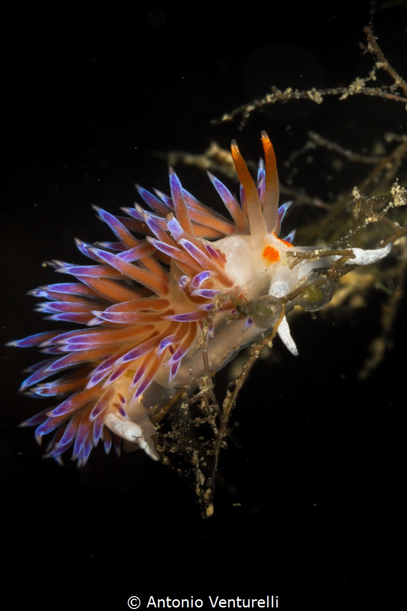 Diving around Lo Scoglio della Formica in the sea of Cast... by Antonio Venturelli 