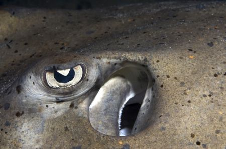 Stingray eye.
Canon 300D, Sea&Sea Housing, YS90
 by João Paulo Krajewski 
