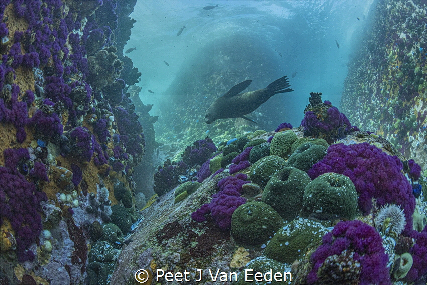 The Color Purple by Peet J Van Eeden 