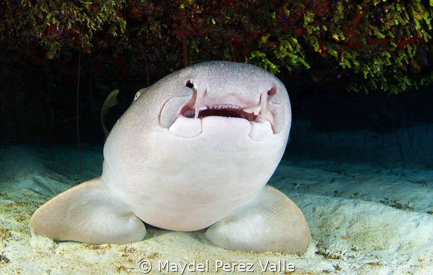 Nurse Shark, Garden of the Queen. Cuba by Maydel Perez Valle 