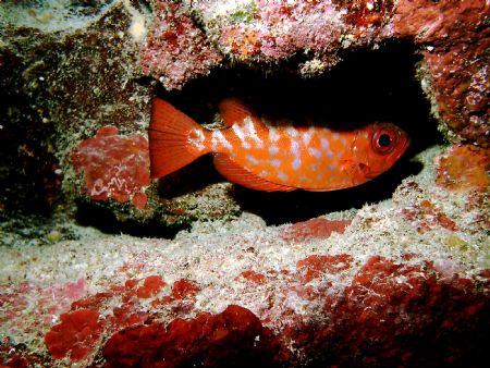 Glass eyed Snapper in his lair. by Peter Foulds 