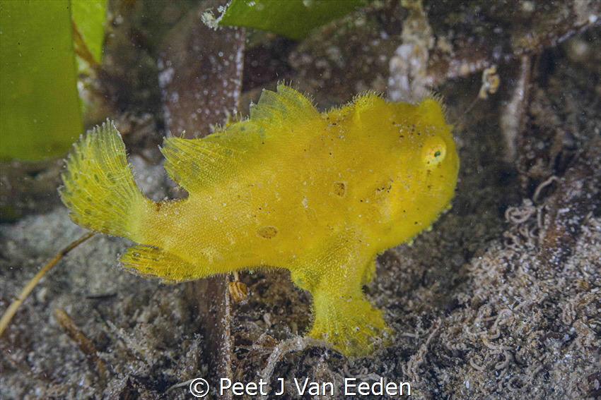 The angling Frogfish by Peet J Van Eeden 