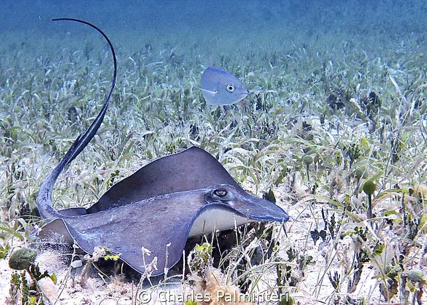 Watching Eyes. Freediving action shot with an Olympus TG-... by Charles Palminteri 