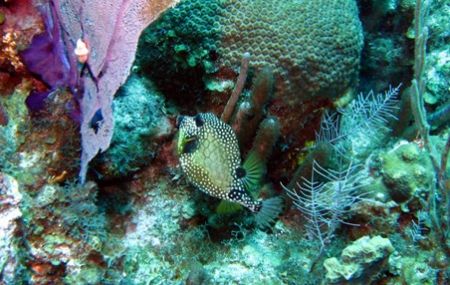 Photo taken 08/12/2006 at East end of Grand Cayman with a... by Bonnie Conley 