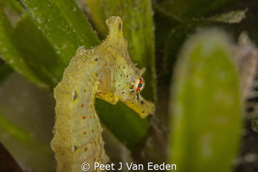 Camel seahorse hiding in seagrass of Pomene lagoon by Peet J Van Eeden 