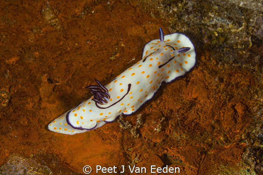 Polka-dot Beauty

Polka-dot chromodorid on an artificia... by Peet J Van Eeden 