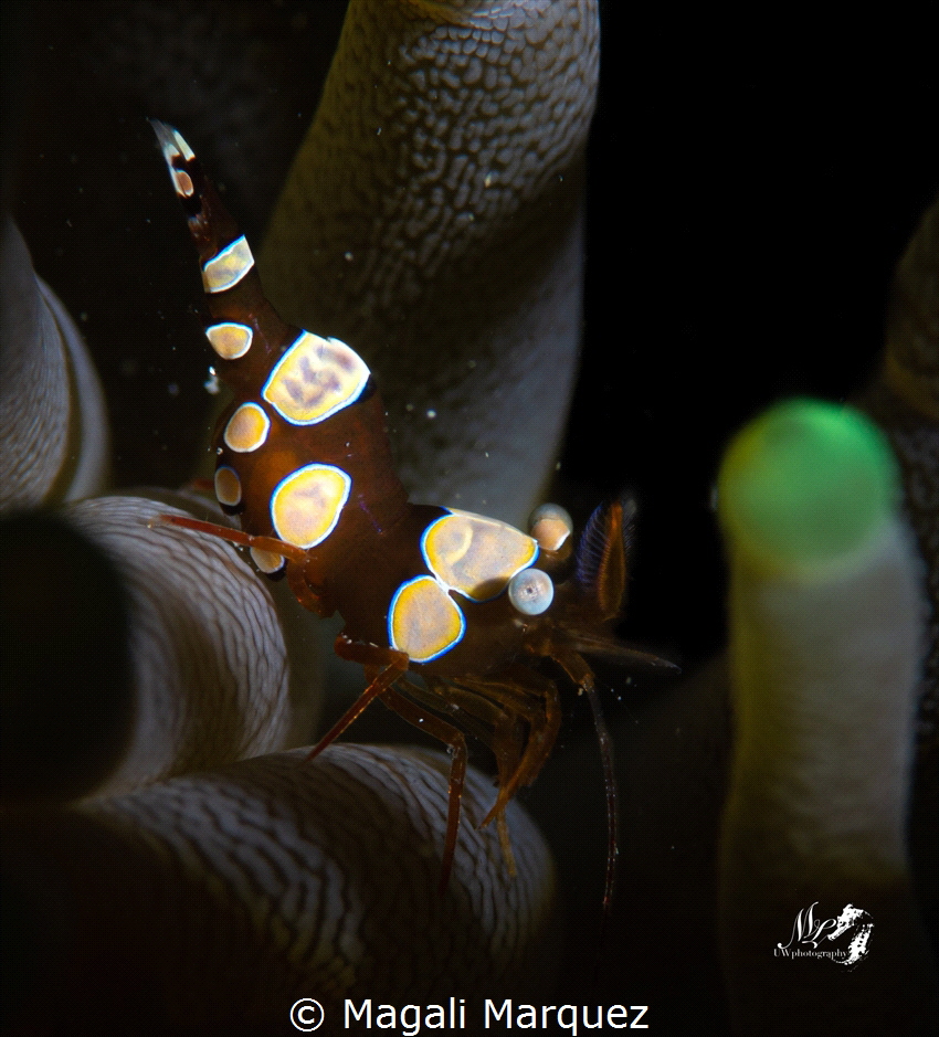 Sexy Shrimp with Marelux SOFT by Magali Marquez 