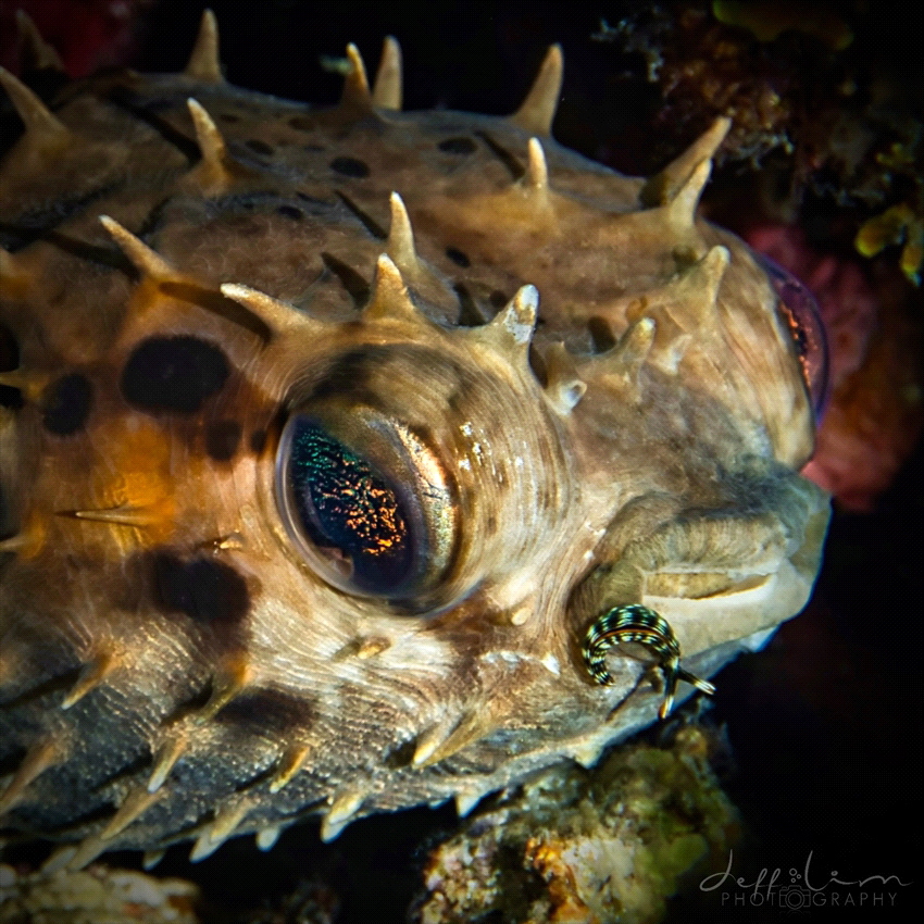 Nudi riding on a porcupine fish by Jeffrey Lim 
