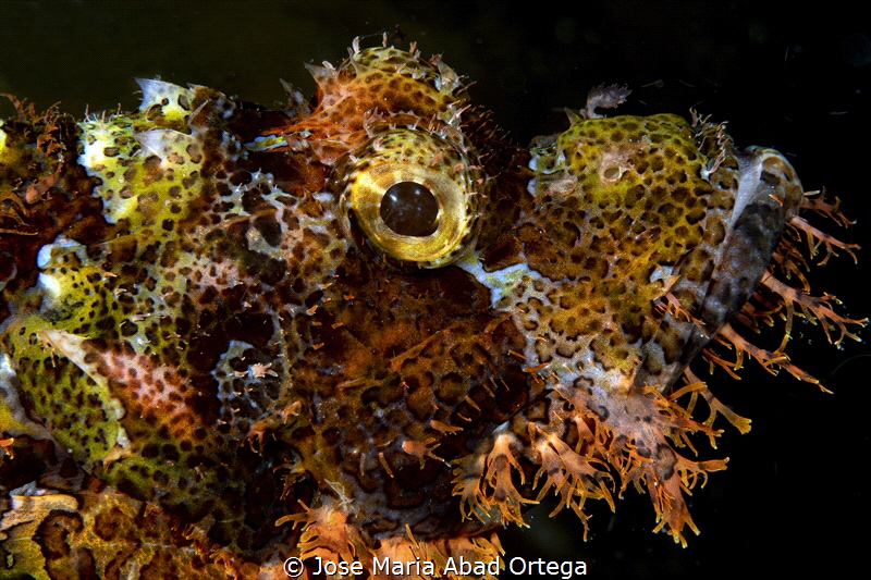 Scorpion fish portraid by Jose Maria Abad Ortega 