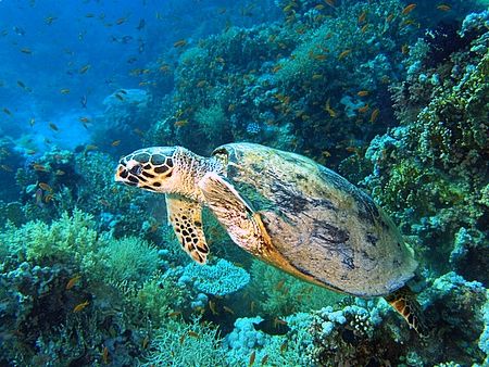 Turtle Yolande reef, Ras Mohamed Park with E300.
 by Nikki Van Veelen 