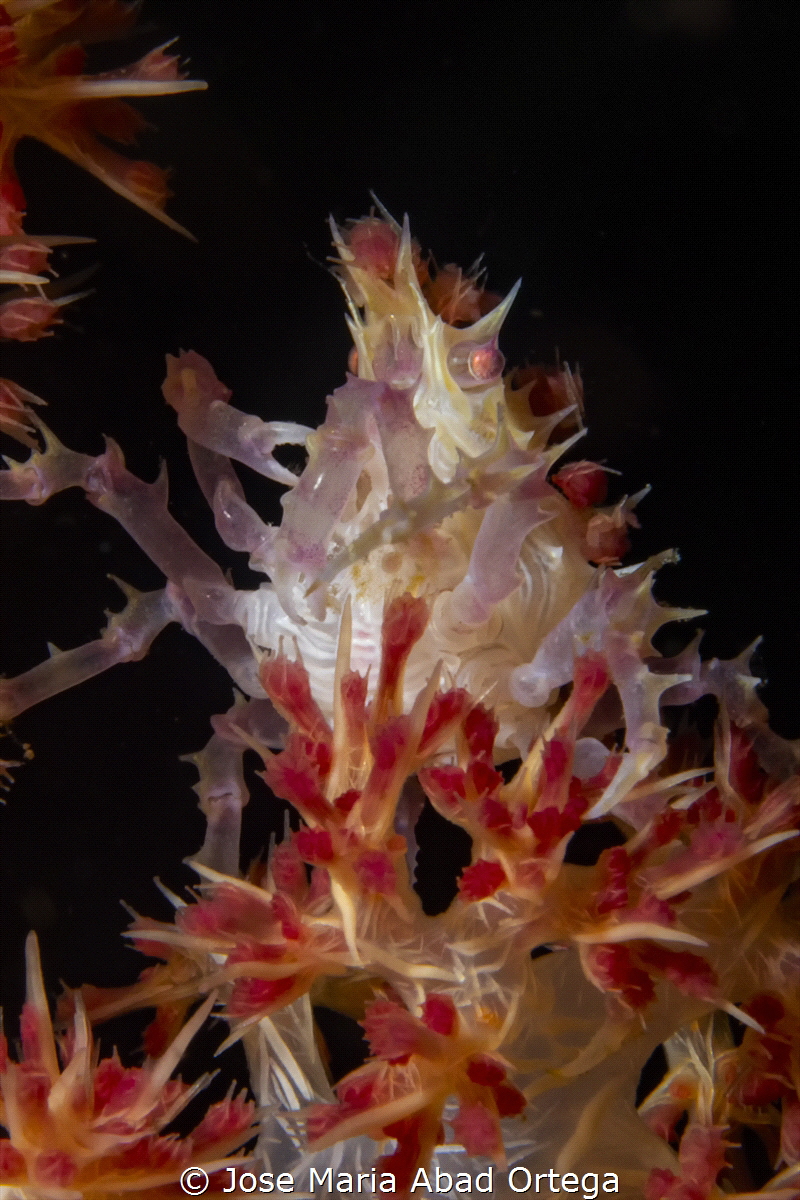 Candy crab  Hoplophrys oatesi by Jose Maria Abad Ortega 