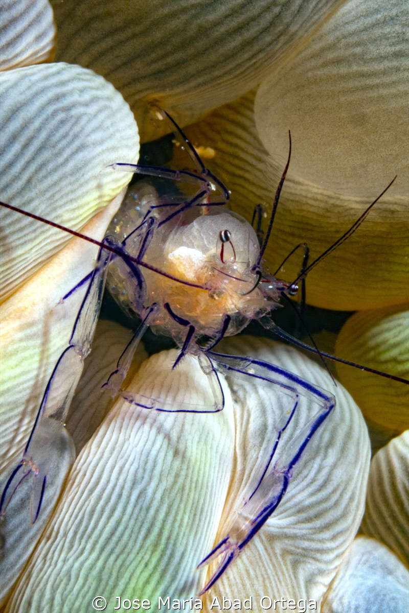 Bubble coral shrimp Vir hilippinensis by Jose Maria Abad Ortega 