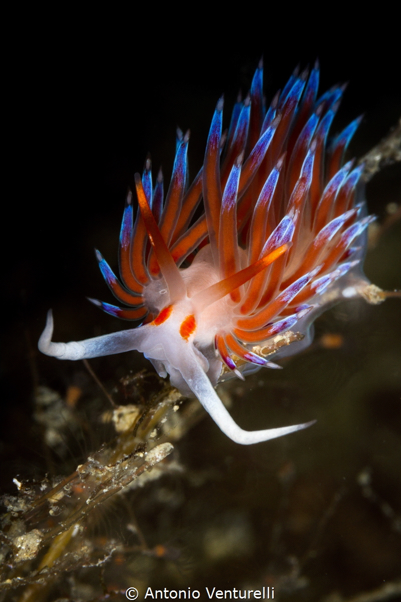 Very common but always beautiful to shot_Cratena nudibran... by Antonio Venturelli 