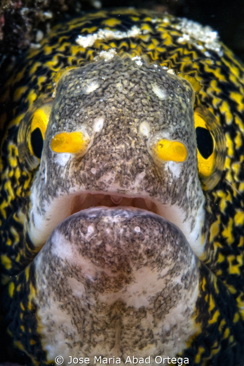 Snowflake moray (Echidna nebulosa) by Jose Maria Abad Ortega 