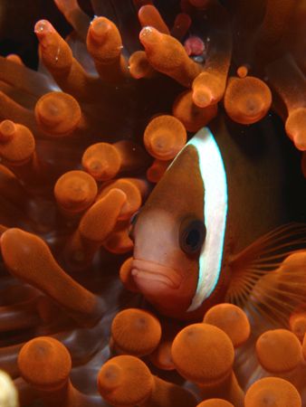 Such a wide variety of these lil guys. by Jeffrey M Owen 