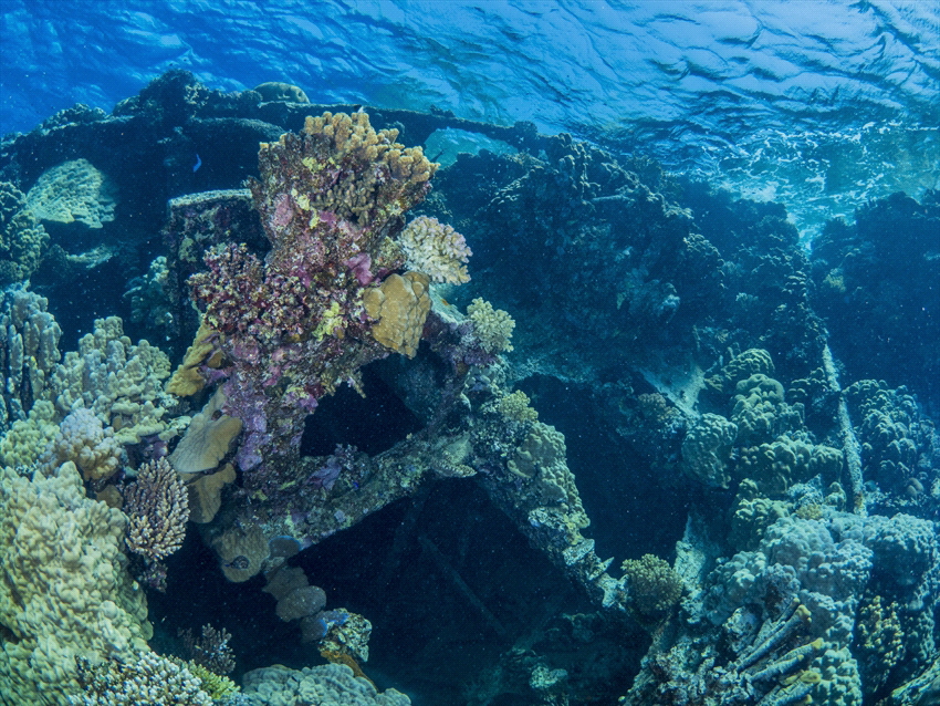 Wreck on the Fury Shoals in the South of Egypt. by Brenda De Vries 