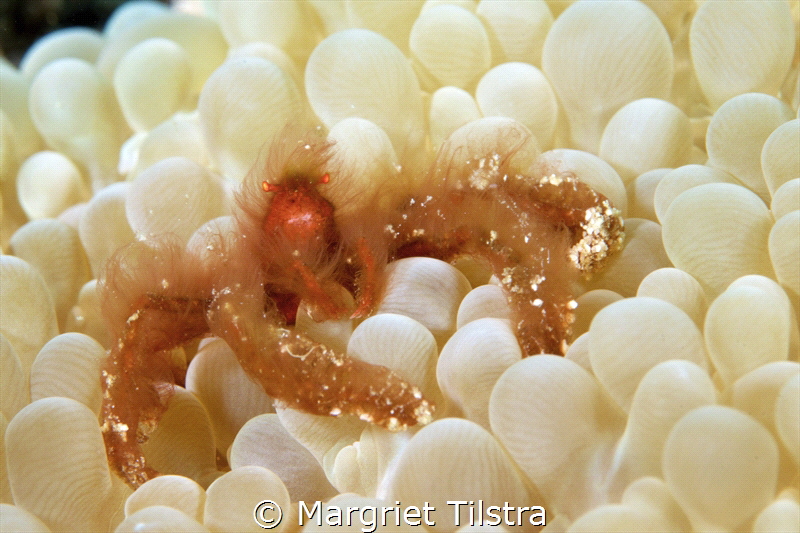 Orang-utan crab in Anda, Bohol, Philippines.
Nikon D750,... by Margriet Tilstra 