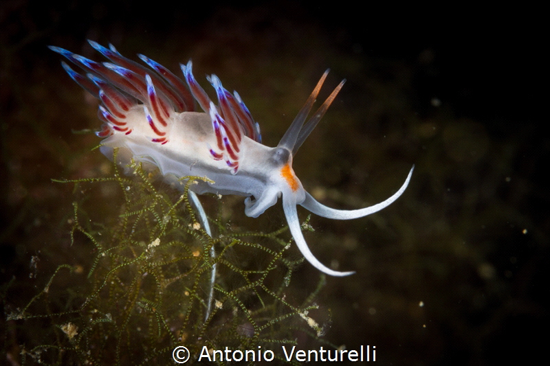 Bright colors of a Cratena in the Mediterranean Sea_2022
... by Antonio Venturelli 