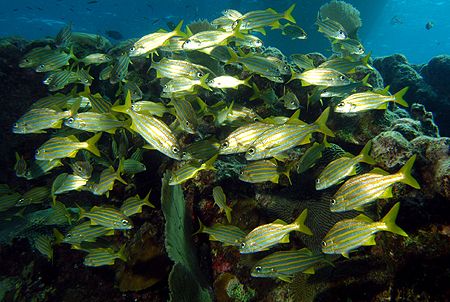 Under the boat. Roatan, Honduras. by Shawn Jackson 