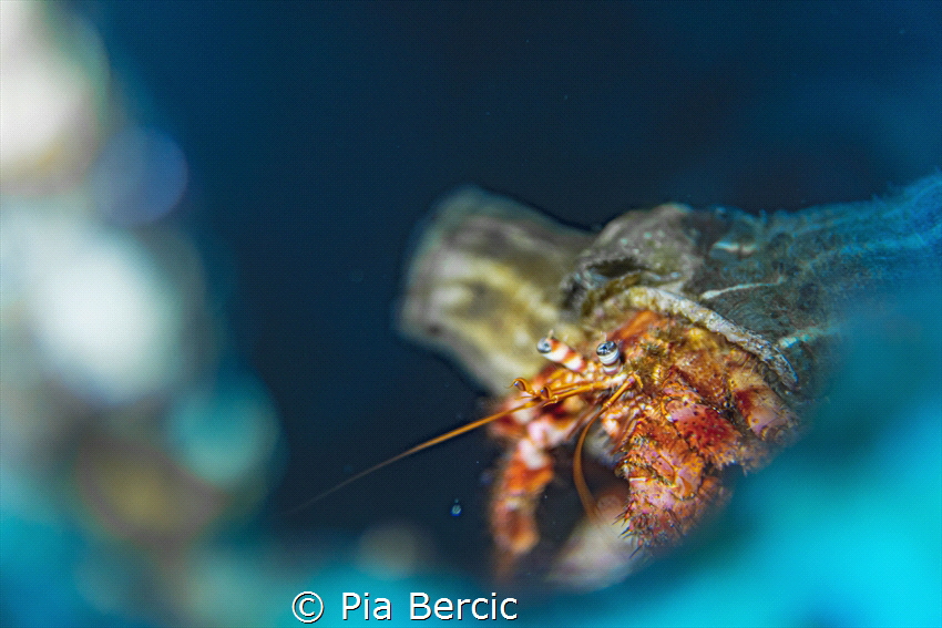 Crab close up, Sony alpha a6400, Salted Line housing by Pia Bercic 
