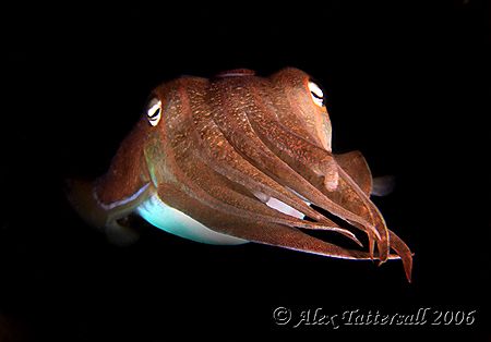 Cuttlefish freeswimming in the Philippine Sea... Malapasc... by Alex Tattersall 