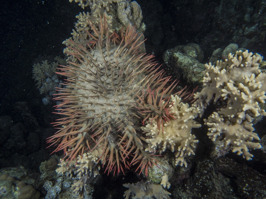The crown of thorns. Not seen a lot happely, it eats cora... by Brenda De Vries 