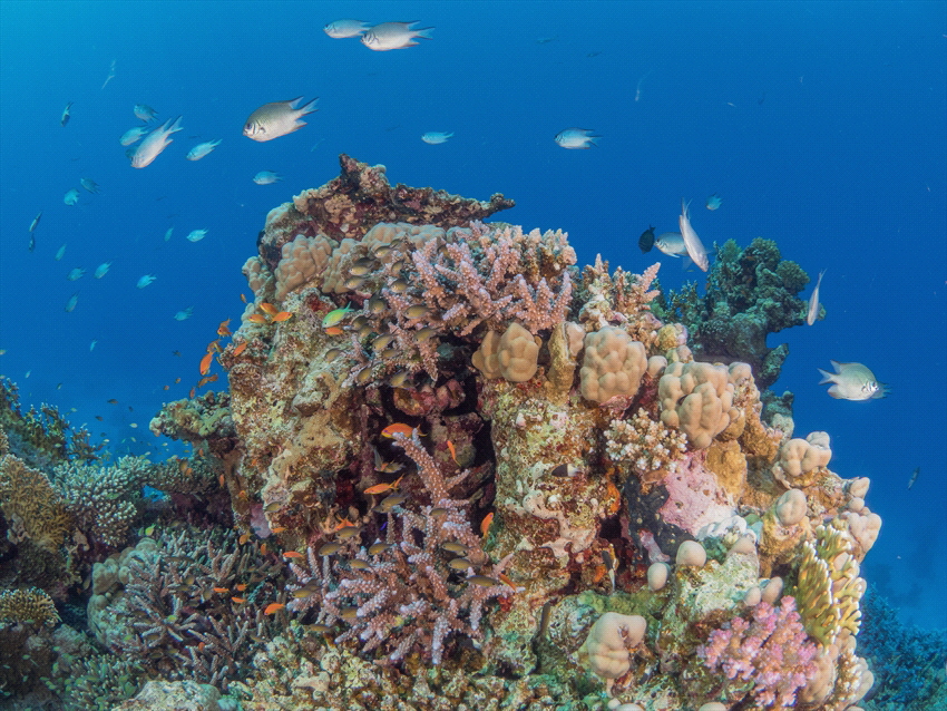 Lots of fish on a reef on the Fury Shoals in Egypt. by Brenda De Vries 