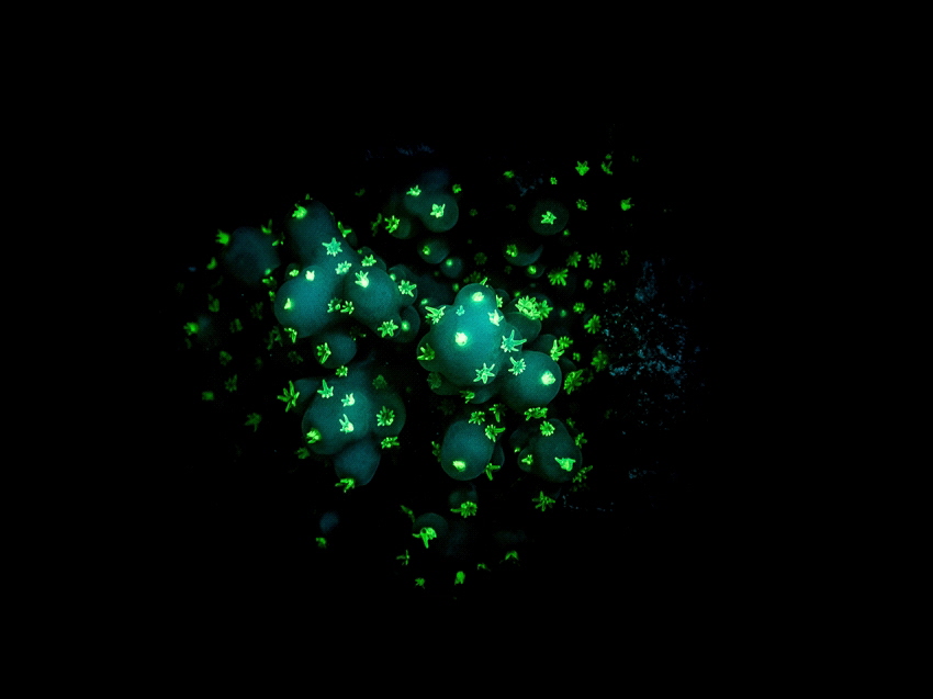 Fluorescence under water. Made with a blue strobe and a y... by Brenda De Vries 