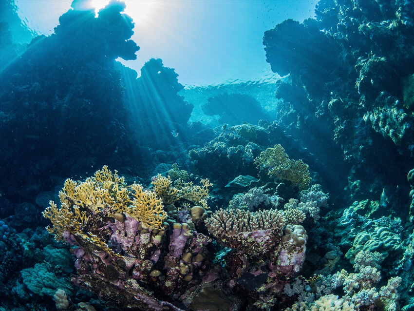 A nice reef on the Fury Shoals in Egypt. by Brenda De Vries 
