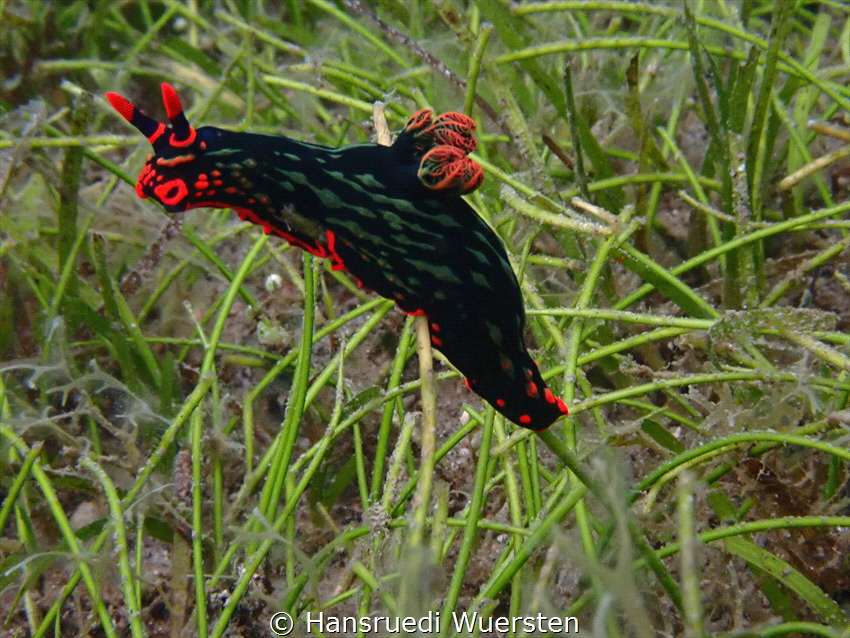 Dusky Nembrotha Nudibranch by Hansruedi Wuersten 