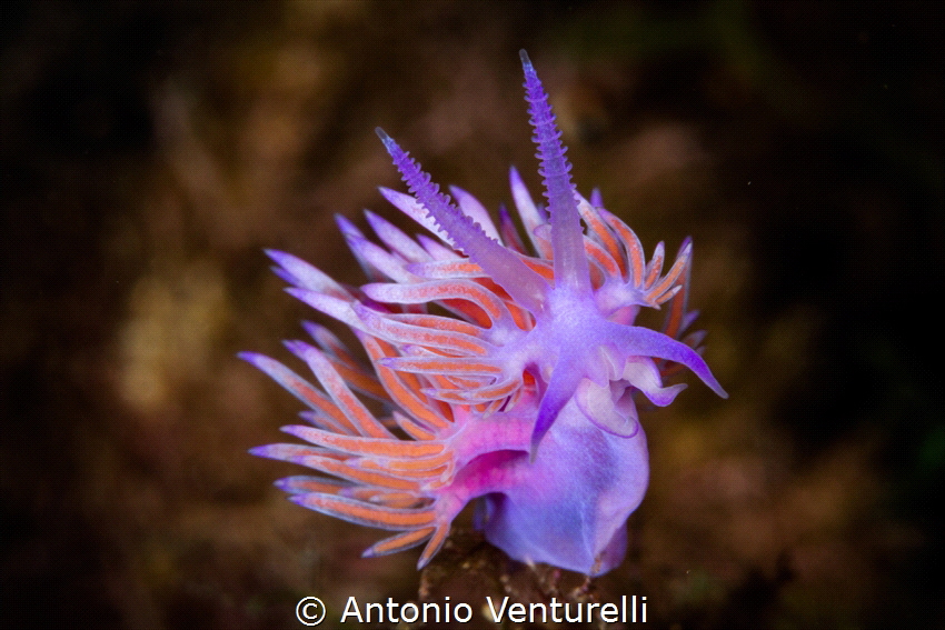 Intense colors of Mediterranean Flabellina_2022
(Canon10... by Antonio Venturelli 