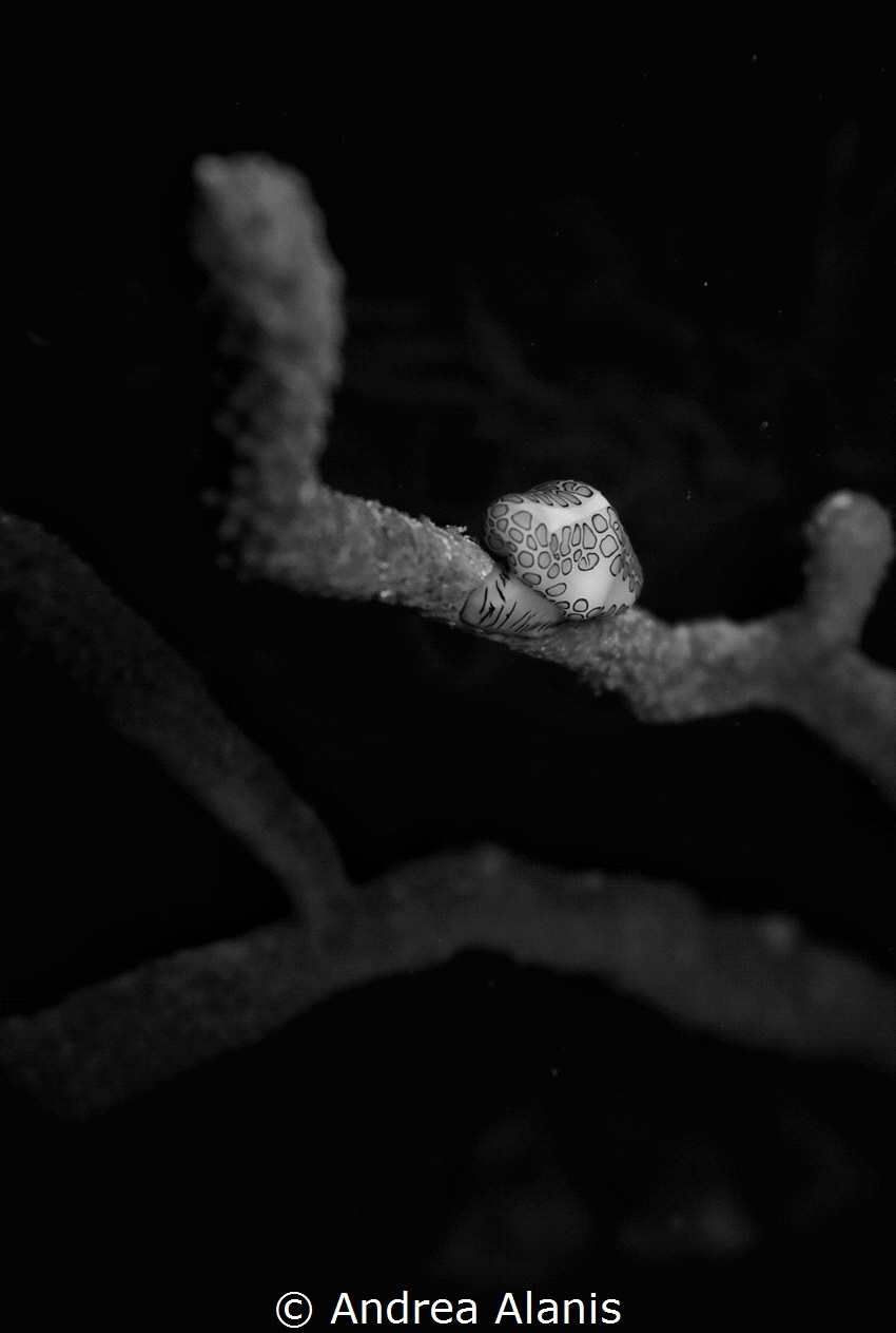 Night dives are my favorite macro time! by Andrea Alanis 