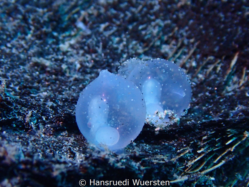 Flamboyant Cuttlefish Eggs by Hansruedi Wuersten 